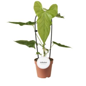 Anthurium Leaf Anthurium Balaoanum
(6 Plants/Order)(12cmP 45cmH)