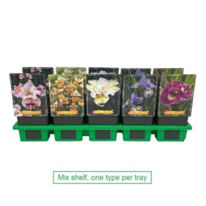 Iris sibirica Iris sibirica mix laag P11
(10 Plants/Order)(11cmP 25cmH)