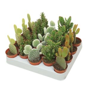 Opuntia Opuntia mix 5,5 cm
(20 Plants/Order)(5.5cmP 14cmH)