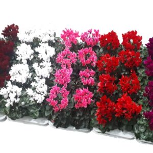 Cyclamen Super Serie C Cyclaam-OP Clr
(8 Plants/Order)(10.5cmP 20cmH)