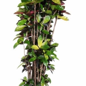 Codiaeum Mrs Iceton busch P48
(1 Plants/Order)(48cmP 230cmH)