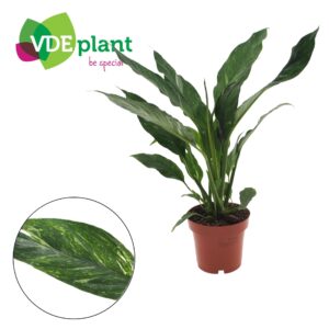 Spathiphyllum Diamond Spathiphyllum Diamond 12cm
(14 Plants/Order)(12cmP 40cmH)
