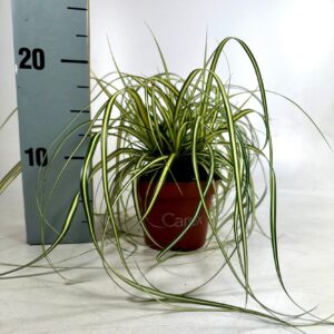 Carex hachijoensis Evergold Carex Evergold p10,5
(9 Plants/Order)(10.5cmP 20cmH)