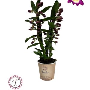 Dendrobium nobile 'Bouquet Purple R Dendrobium Nobile Bouquet Purple Rain 2 stam 14+ receme Florallure
(10 Plants/Order)(12cmP 45cmH)