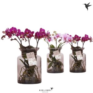Phalaenopsis mixed Kolibri Orchids Phalaenopsis Roots mix in Glas stolp lilac
(7 Plants/Order)(16cmP 50cmH)