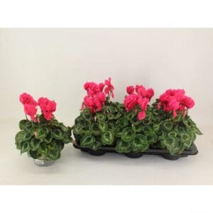 Cyclamen Super Serie Leopardo Neon/Hot Pink
(6 Plants/Order)(13cmP 28cmH)