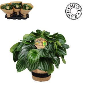 Peperomia argyreia Peperomia ''Argyreia'' Watermelon in jutte mand ''must have''
(3 Plants/Order)(17cmP 32cmH)