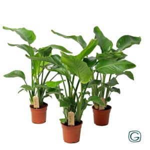 Strelitzia nicolai Strelitzia nicolai p17
(6 Plants/Order)(17cmP 60cmH)