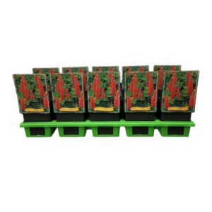 Lupinus The Pages Lupinus 'The Page' P11
(10 Plants/Order)(11cmP 25cmH)