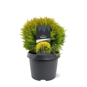 Thuja other dark yellow Thuja occidentalis 'Mirjam' (pbr)
(1 Plants/Order)(19cmP 30cmH)