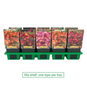 Delosperma cooperi Delosperma mix laag P11
(10 Plants/Order)(11cmP 25cmH)