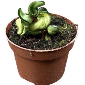 Hoya Hoya Compacta Mauna loa
(1 Plants/Order)(10.5cmP 15cmH)