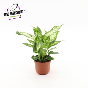 Dieffenbachia Compacta DIEFFFENBACHIA COMPACTA (KLEIN)
(10 Plants/Order)(12cmP 30cmH)