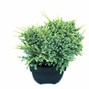 Juniperus squamata Holger Juniperus squamata 'Holger' P17
(6 Plants/Order)(17cmP 35cmH)