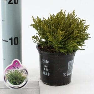 Hebe ochracea
(12 Plants/Order)(10.5cmP 10cmH)