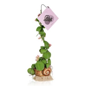 Dischidia Snaily Los
(6 Plants/Order)(8cmP 40cmH)