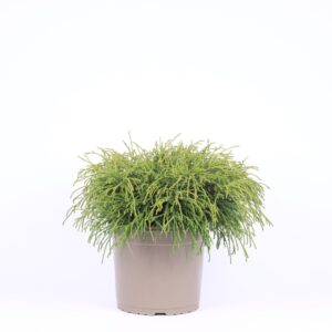 Chamaecyparis Filifera after Chamaecyparis pisifera 'Filifera Nana'
(1 Plants/Order)(23cmP 45cmH)