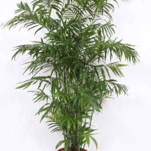 Chamaedorea seifrizii
(1 Plants/Order)(34cmP 170cmH)