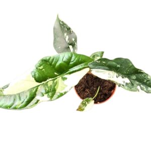 Alocasia Alocasia Simpo Variegata
(2 Plants/Order)(7cmP 20cmH)