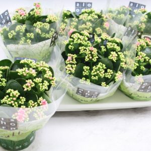 Kalanchoe Calandiva Weaver Gevuld 15 cm WEAVER (licht-roze)
(6 Plants/Order)(15cmP 24cmH)