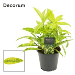 Dracaena surculosa Mike Dracaena Surculosa Mike 12 cm (Decorum)
(10 Plants/Order)(12cmP 25cmH)