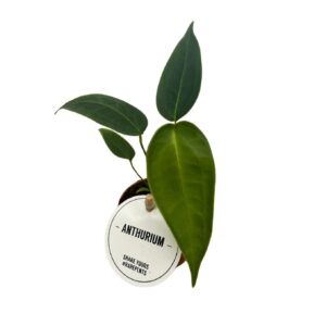 Anthurium Leaf Anthurium Peltigerum
(12 Plants/Order)(6cmP 15cmH)