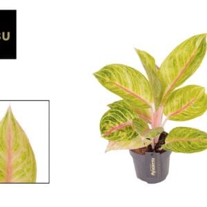 Aglaonema other Aglaonema pink Parakeet
(6 Plants/Order)(12cmP 45cmH)