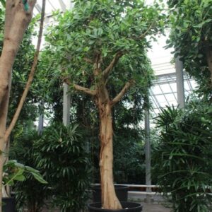 Ficus benghalensis Ficus Benghalensis
(1 Plants/Order)(120cmP 675cmH)