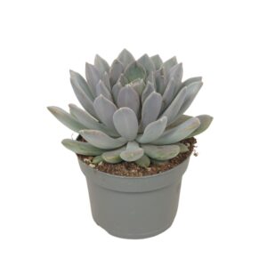 Pachyphytum 'Draco' Pachyveria draco 13 cm
(6 Plants/Order)(13cmP 15cmH)