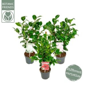 Camellia jap. Diverse mix Premium
(6 Plants/Order)(15cmP 40cmH)