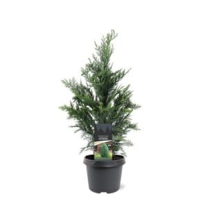 Chamaecyparis Columnari law.
(1 Plants/Order)(19cmP 60cmH)