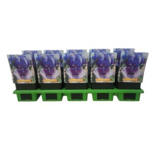 Iris germanica Iris germanica 'Bedtime Story' P11
(10 Plants/Order)(11cmP 25cmH)