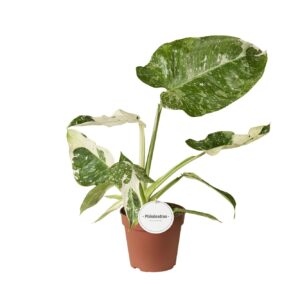 Philodendron Philodendron Jose Buono
(4 Plants/Order)(15cmP 35cmH)