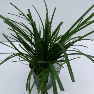 Carex morrowii Carex 'Irisch Green'
(6 Plants/Order)(17cmP 30cmH)