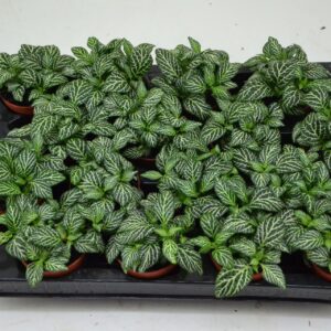 Fittonia Mosaic Marble Green fittoniam marble green 7 cm Pot
(16 Plants/Order)(7cmP 10cmH)