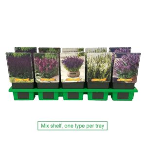 Salvia Salvia mix laag P11
(10 Plants/Order)(11cmP 25cmH)