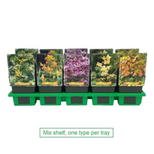 Epimedium grandiflorum Epimedium mix laag P11
(10 Plants/Order)(11cmP 25cmH)