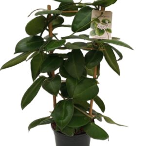 Hoya Stargazer Hoya Stargazer Rack 17 cm
(1 Plants/Order)(17cmP 70cmH)