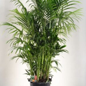 Howea forsteriana KENTIA P44 H210 20PP
(1 Plants/Order)(44cmP 210cmH)