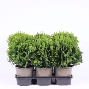 Thuja Danica Thuja occidentalis 'Danica'
(6 Plants/Order)(15cmP 30cmH)