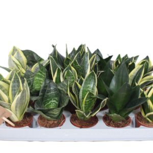 Sansevieria Hahnii Sansevieria Hahnii mix
(20 Plants/Order)(6cmP 15cmH)