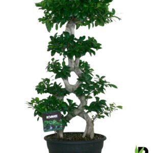 Ficus Ginseng Ficus micr. 8-type
(1 Plants/Order)(35cmP 115cmH)