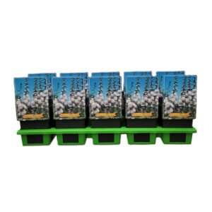 Alcea Alcea rosea flpl. 'Double White' P11
(10 Plants/Order)(11cmP 25cmH)