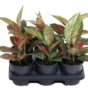 Aglaonema other Aglaonema Venus
(6 Plants/Order)(13cmP 30cmH)