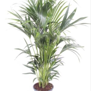 Howea forsteriana Howea forsteriana 10 per Pot
(1 Plants/Order)(27cmP 200cmH)