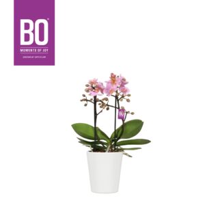 Phalaenopsis Multiflora Flora P12 BO Romantico 2 spike in Zoë White
(6 Plants/Order)(12cmP 35cmH)