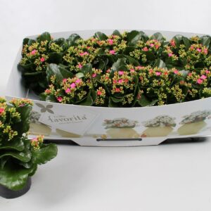 Kalanchoe Favorita Bella Rosa Kalanchoe favorita pink instyle + collar
(10 Plants/Order)(10.5cmP 22cmH)