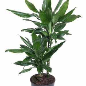 Dracaena Janet Lind Dracaena Janet Lind 30-10
(1 Plants/Order)(19cmP 70cmH)