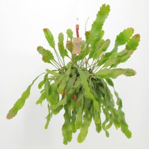 Lepismium houlletian Lepismium houlletianum Forma Regnelli
(3 Plants/Order)(21cmP 40cmH)