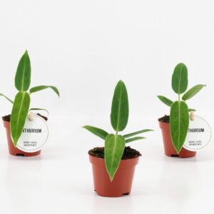 Anthurium Leaf Anthurium Warocqueanum
(20 Plants/Order)(6cmP 15cmH)